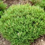 Aromatiques - Thym de Provence - BIO - face recto